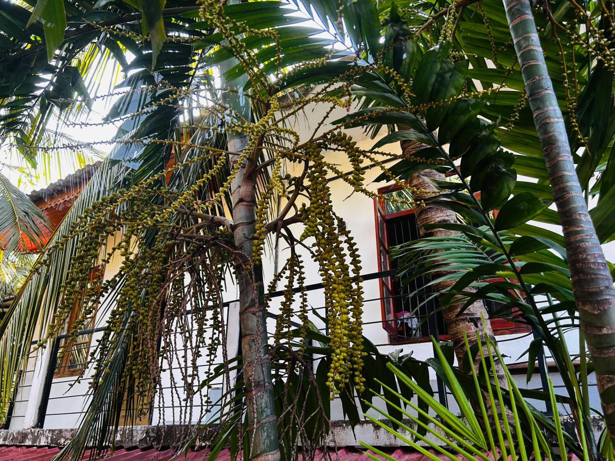 Pearl Bungalow Trincomalee Exterior foto